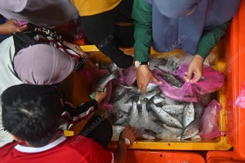 JUALAN MURAH IKAN SIAKAP