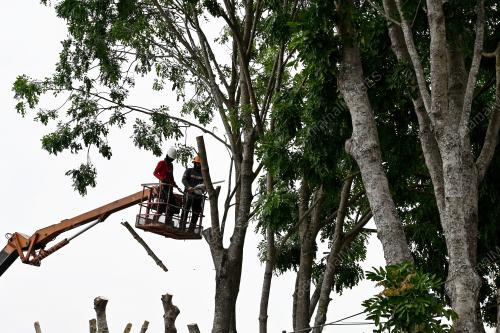 PEMANGKASAN POKOK SECARA BERKALA