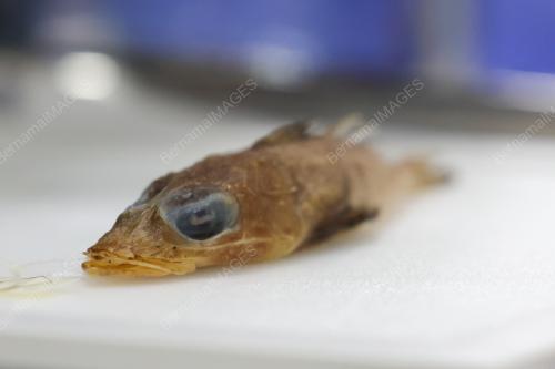 ROGADIUS AZIZAHAE