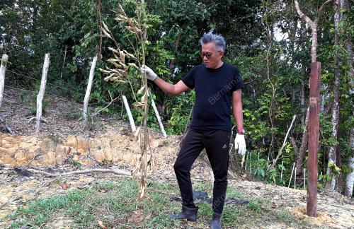 GAJAH ROSAKAN TANAMAN