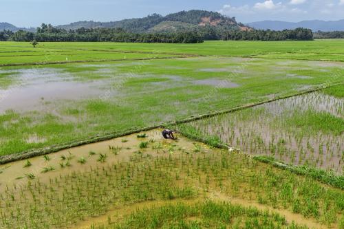 PESAWAH