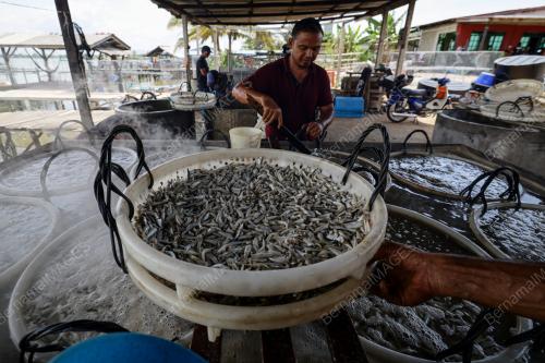IKAN BILIS