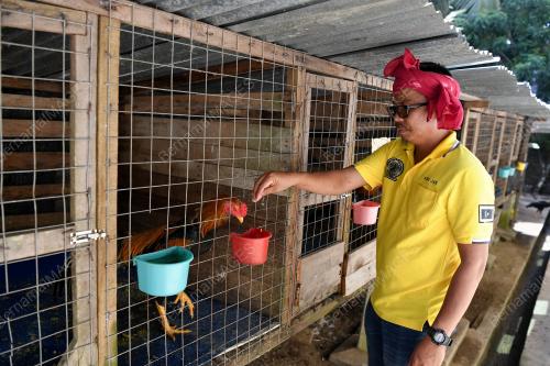 AYAM RATU