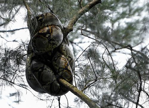 ULAR SAWA ATAS POKOK RHU