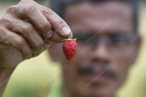 STRAWBERI TERENGGANU