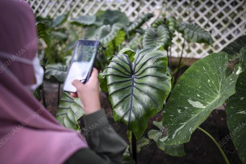 POKOK KELADI