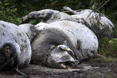 11 EKOR LEMBU MATI