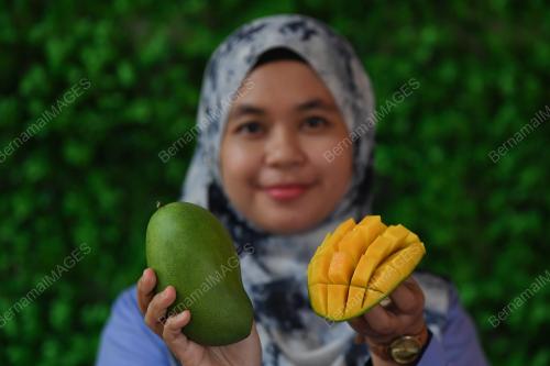 MANGGA HARUMANIS TERENGGANU