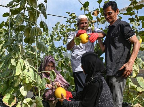 BRAILLE MELON MANIS TERENGGANU