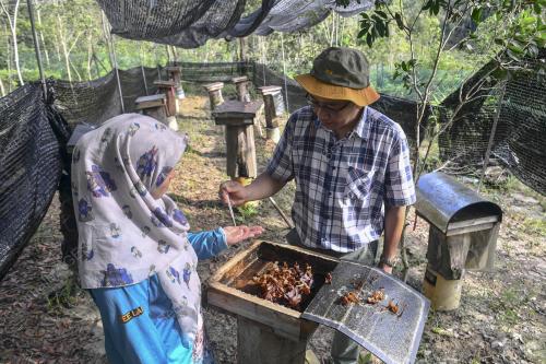 KELULUT