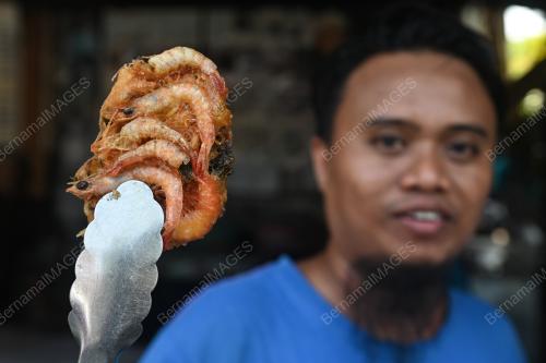 JEPUT UDANG STAMBUNG