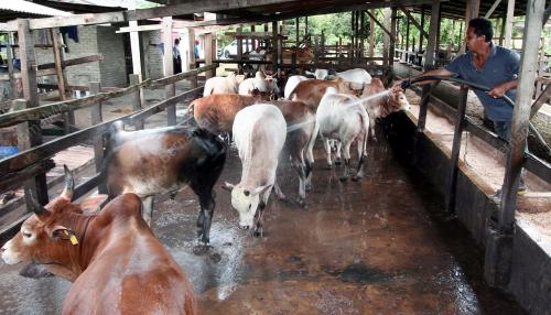 LEMBU KORBAN