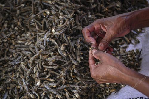 IKAN BILIS