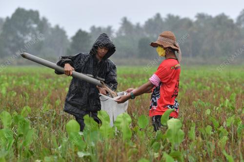 REZEKI MENCARI BELUT MUSIM TENGKUJUH