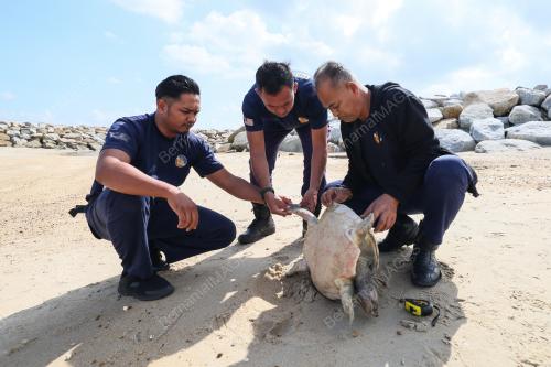 TUNTUNG LAUT MATI