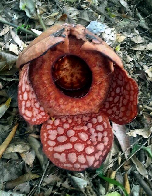 TR06_17022014_RAFFLESIA