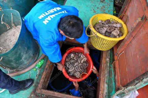 GAMAT DITANGKAP SECARA HARAM OLEH NELAYAN VIETNAM