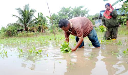 TR06_17112014_SAYUR_MUSNAH