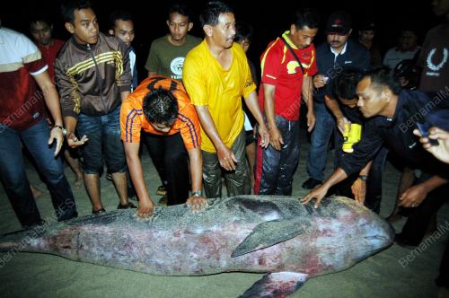 ANAK IKAN PAUS