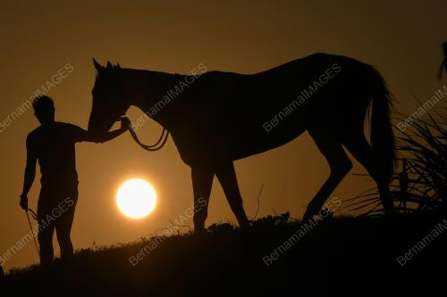 SILHOUETTE HORSE