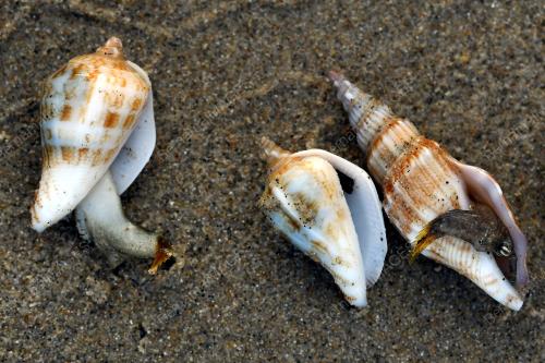 SIPUT LAUT MUSIM TENGKUJUH