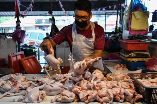 BEKALAN AYAM KURANG