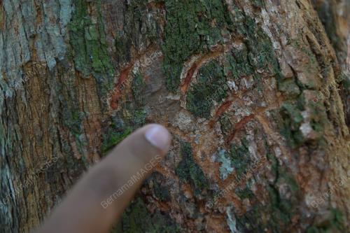 TR06_23072019_BERUANG_MATAHARI_BN201907235950-02