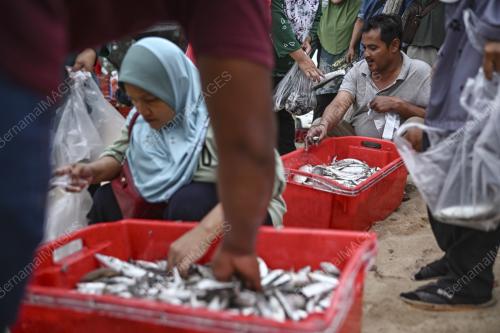 PENDUDUK SETIU DAPATKAN BEKALAN IKAN SEGAR DAN MURAH