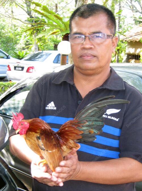 AYAM SERAMA