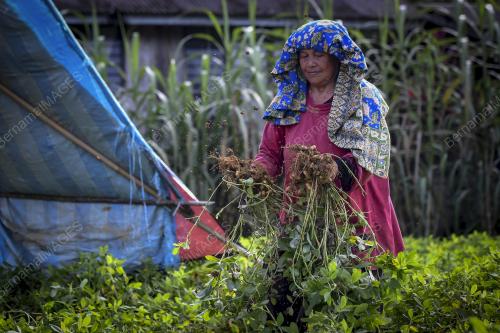 BERKEBUN KACANG