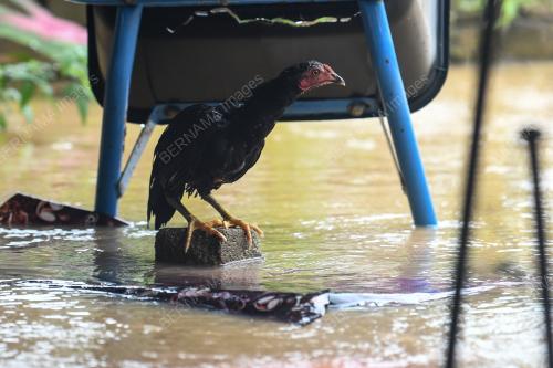 BANJIR HULU TERENGGANU