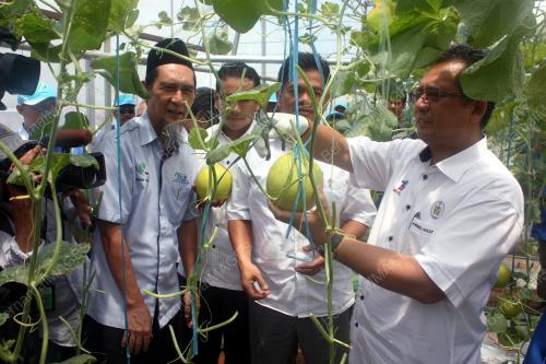TR06_29092015_BUAH_MELON