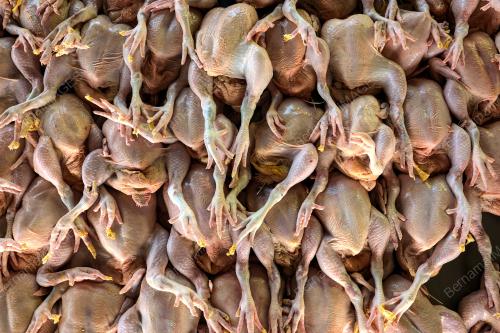 HARGA AYAM
