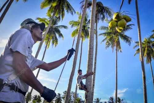 PEMETIK KELAPA
