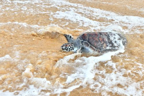 PENYU DILEPASKAN KE LAUT
