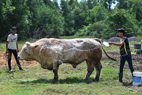 LEMBU SADO BAKA CHAROLAIS