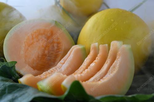 MELON MANIS TERENGGANU