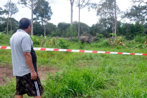 GAJAH