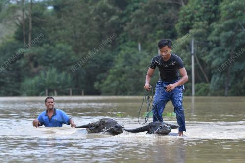 MANDI KERBAU DALAM BANJIR