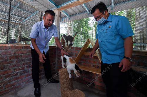 TAMAN KUCING DUNGUN