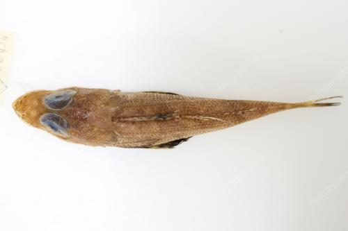 ROGADIUS AZIZAHAE