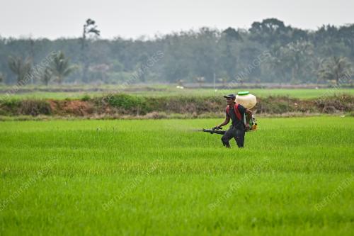 PESAWAH