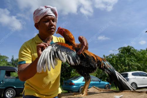 AYAM RATU