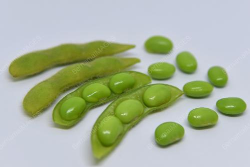KACANG BULU