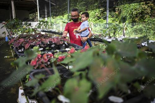 POKOK KELADI
