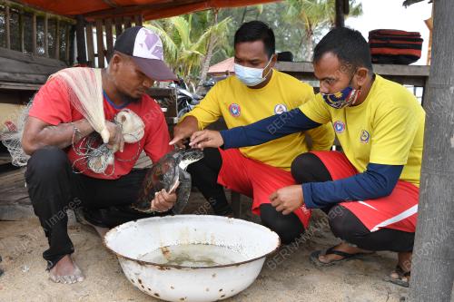PENYU AGAR BETINA TERDAMPAR DI PANTAI