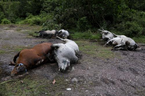 11 EKOR LEMBU MATI