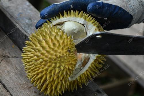 RAJA BUAH TERENGGANU