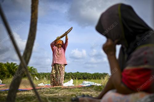 PROSES MENAMPI PADI