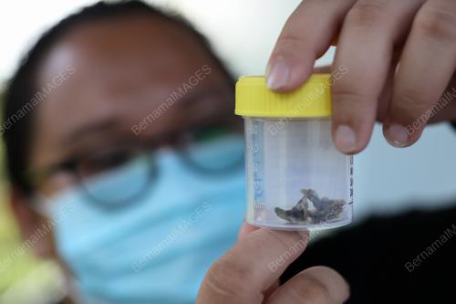 AUTOPSI BANGKAI PENYU